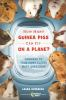 Book cover for "How many guinea pigs can fit on a plane?"